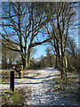 SU7396 : Aston Wood in light snow by David Hawgood