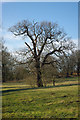 A Weald Park Oak