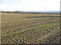 Winter cereal crop, Mains of Fowlis