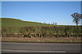 Hillside east of Ham Farm