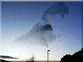 SU1385 : Starlings over Barnfield, Swindon (4) by Brian Robert Marshall