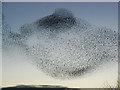 SU1385 : Starlings over Barnfield, Swindon (8) by Brian Robert Marshall