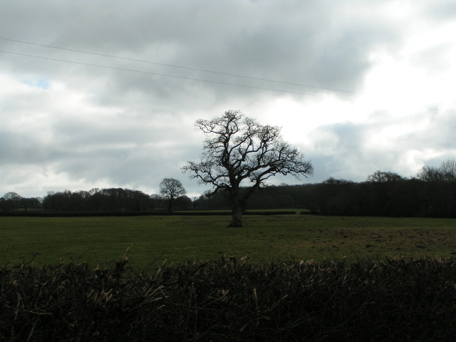 Tree in a field near Marsh Green