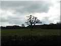 Tree in a field near Marsh Green