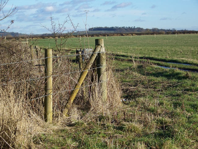 Grazing fields near Upper Inglesham