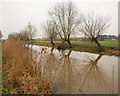 Willows by the canal