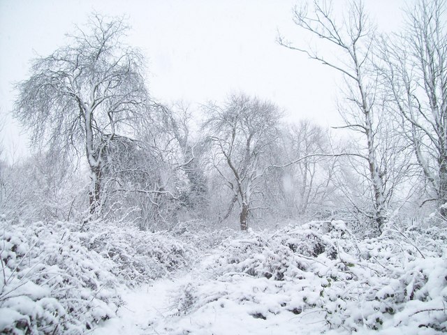 Winter trees in Aston-on-Trent