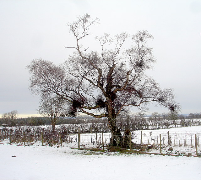 The oldest birch in the village