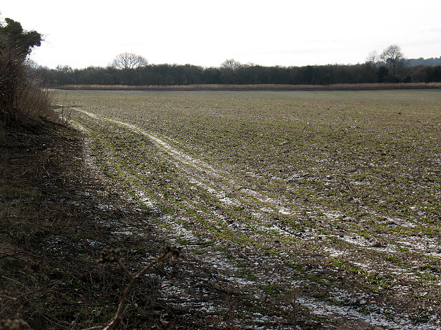 Frosty field edge