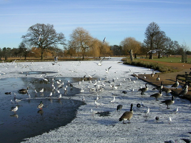 Bushy Park in winter