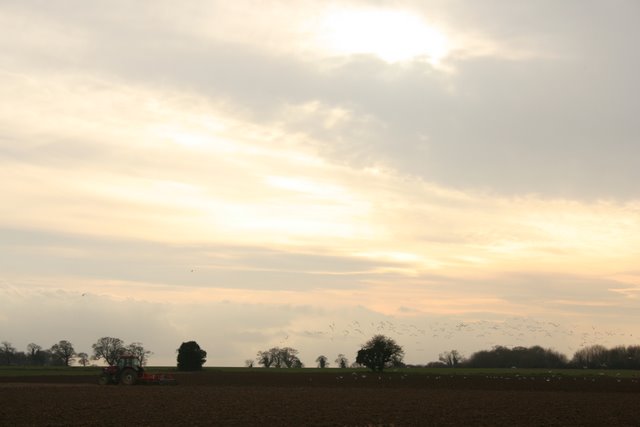 Ploughing, off Smallburgh Road