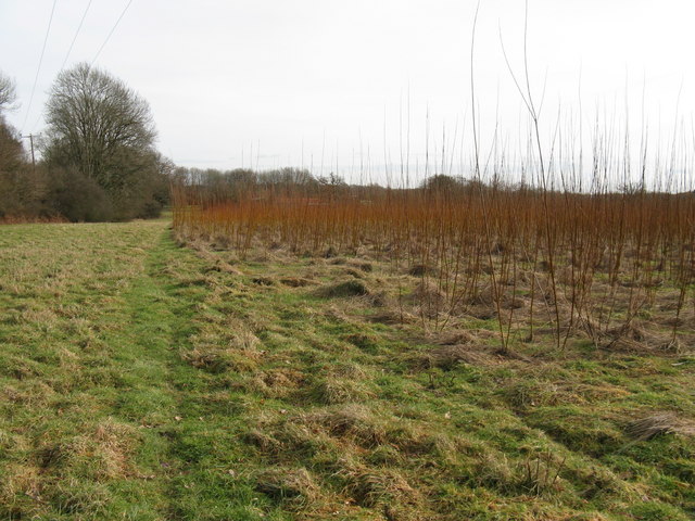 Plantation of which I think are Willows