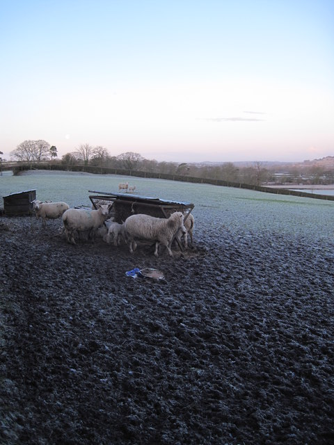 Ewes and lambs in field overlooking Chinnock Brook