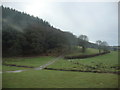 Woodland near Whitland