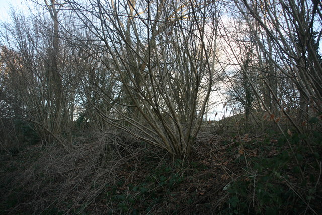 Coppiced trees by the Forest Way