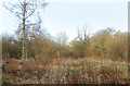 Wooded trackbed of the ex-Great Central Railway, Rugby