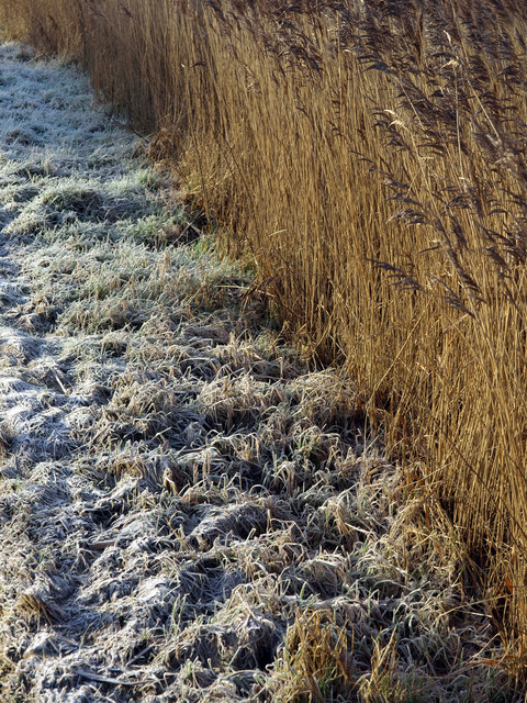 Frost 'n' Reeds