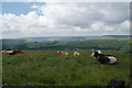 Cows grazing at the top of the hill