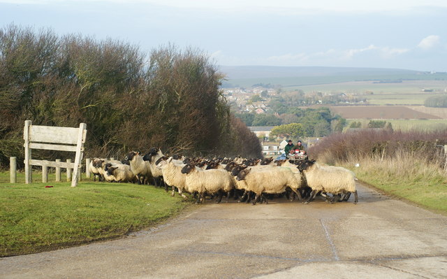 Sheep on Seaford Head, Sussex (5)
