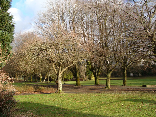 Winter trees in Betws Park