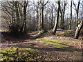 Woodland track, Coed-y-caerau