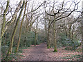 Woodland footpath near Walton