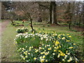 Woodland garden, Greenbank House