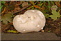 Giant Puffball (Calvatia gigantea)