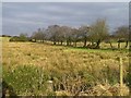 Cavanreagh Townland