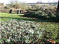 Snowdrops, Churchyard of St Peter and St Paul