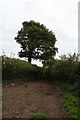 Cattle-trodden footpath