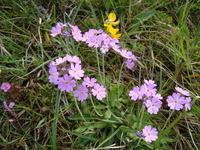 Bird's eye primroses (Primula farinosa) near Sunbiggin Tarn