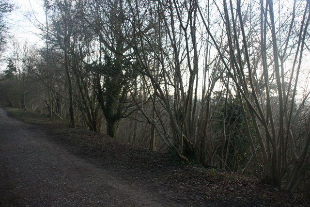 Coppiced trees by the Forest Way