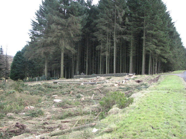 Ballypatrick Forest