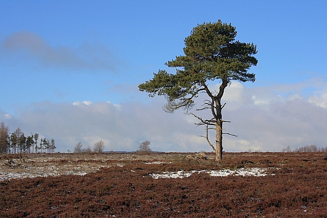 Isolated Tree, Rievaulx Moor © Mick Garratt :: Geograph Britain and Ireland