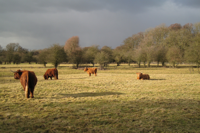 Highland cattle, Stonebridge Meadows