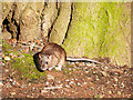 Rat, Barnett Demesne