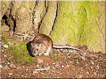 J3269 : Rat, Barnett Demesne by Rossographer