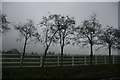 A line of trees along Furnace Lane outside Lamberhurst Vineyard