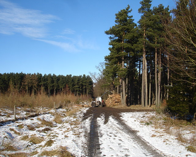 Forestry operations in Gibbsneese plantation