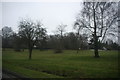 Trees on The Green, The Down, Lamberhurst