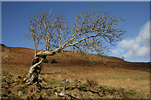 NX7588 : A twisted tree on Craigneston Hill by Walter Baxter