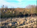 Sparcells from Shaw Forest Park, Swindon