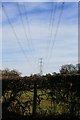 Hedge and power lines