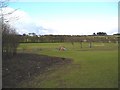 Playing Field, end of Kirkham Road