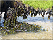 SZ5880 : Seaweed on Groyne, Shanklin, Isle of Wight by Christine Matthews