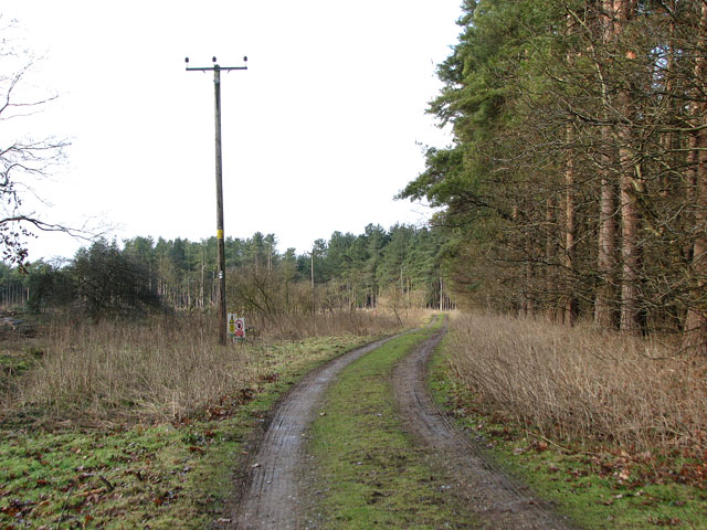 Forest track in West Harling