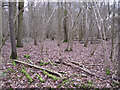 SP3671 : Hazel and oak, Bubbenhall Wood by Robin Stott
