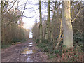 Track through Bubbenhall Wood