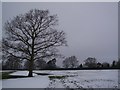 TQ8331 : Tree near Kemsdale House by David Anstiss